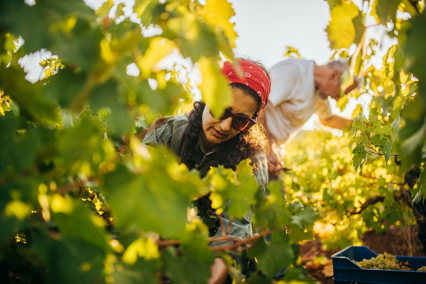Goumas Winery