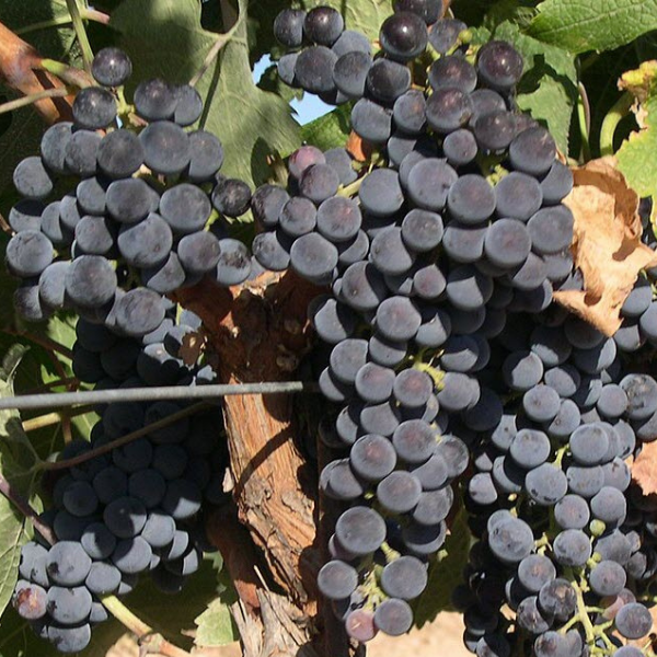 Merlot