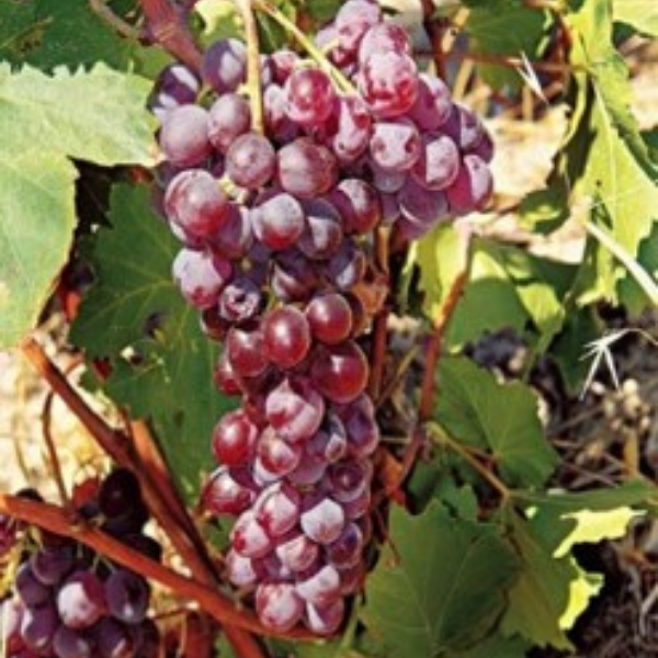 Moschofilero