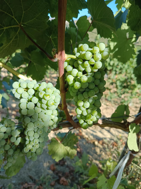 Riesling