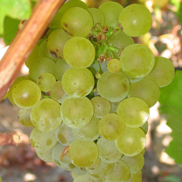 Sauvignon Blanc