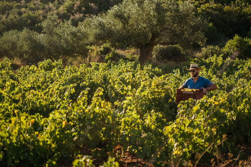 Goumas Winery