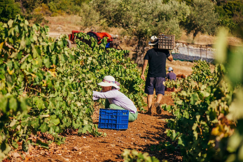 Goumas Winery