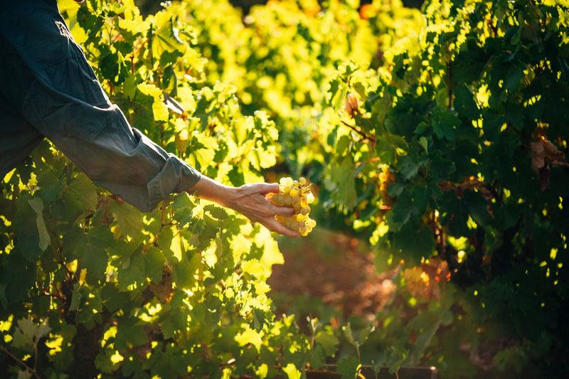 Goumas Winery