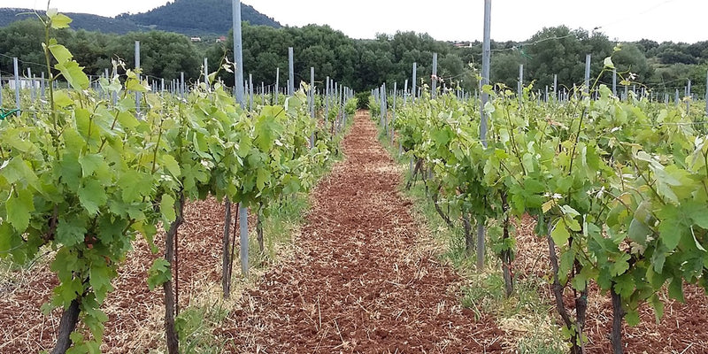 Foivos - Kefalonia