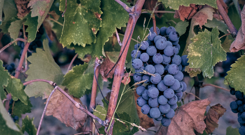 Artisans Vigneron de Naoussa - Naoussa Makedonien