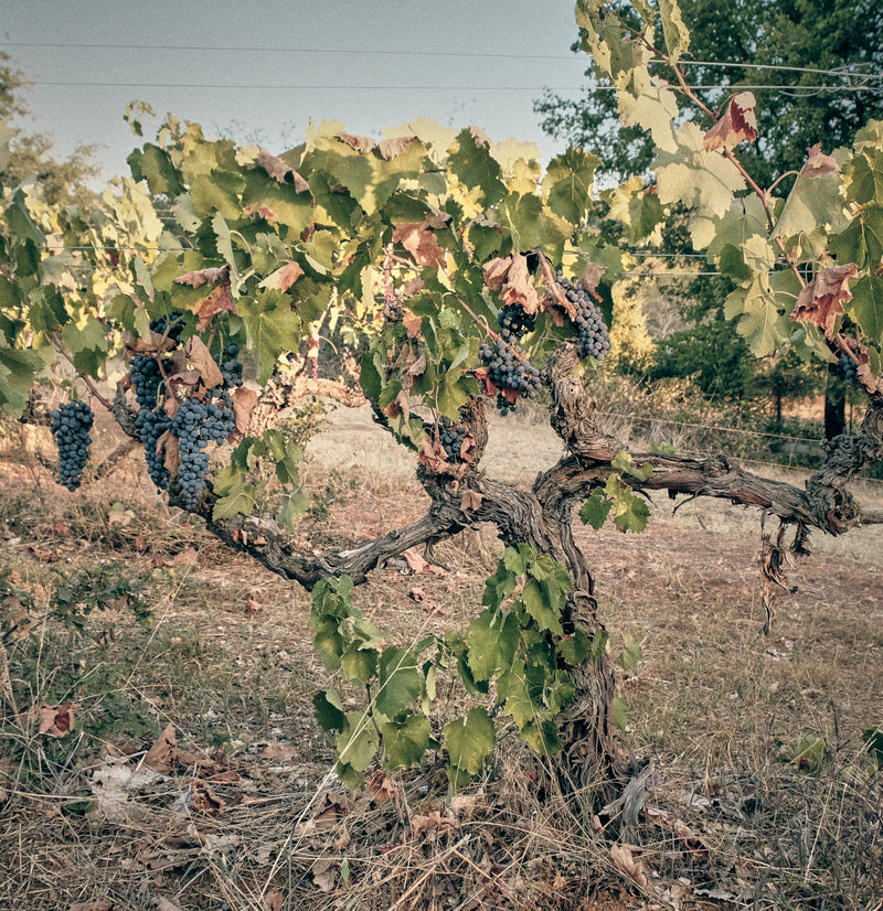 Artisans Vigneron de Naoussa - Naoussa Makedonien