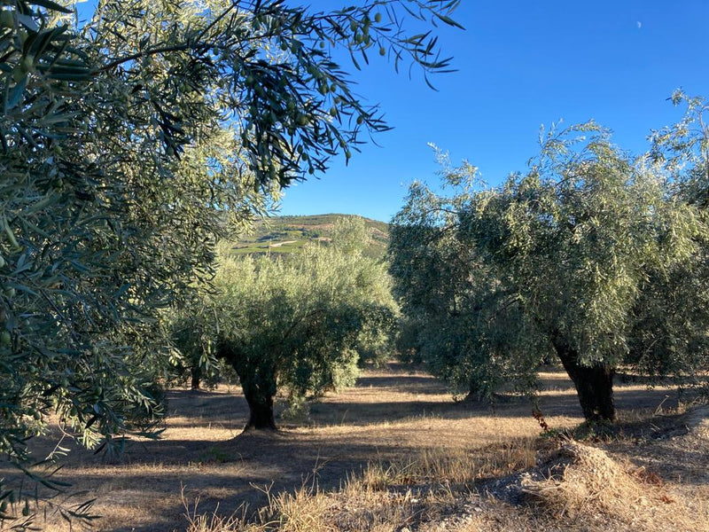 Philos - Nemea Peloponnes