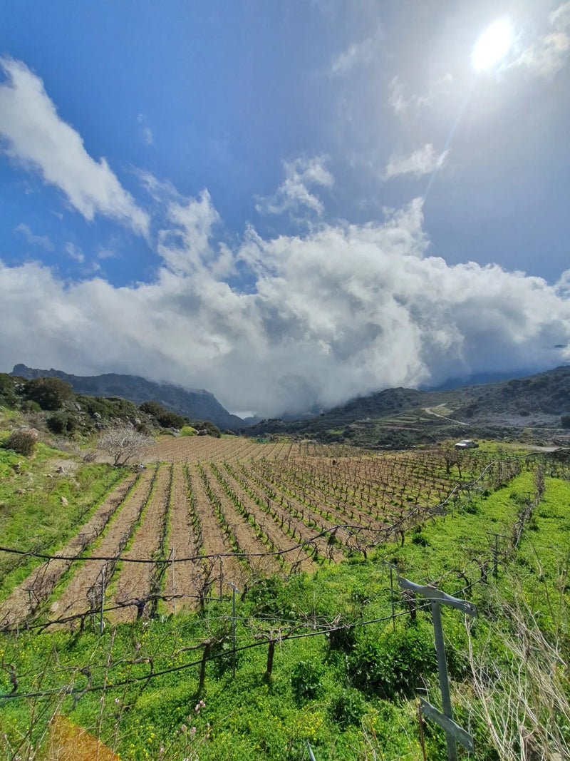 Ampelourgein - Lasithi Kreta