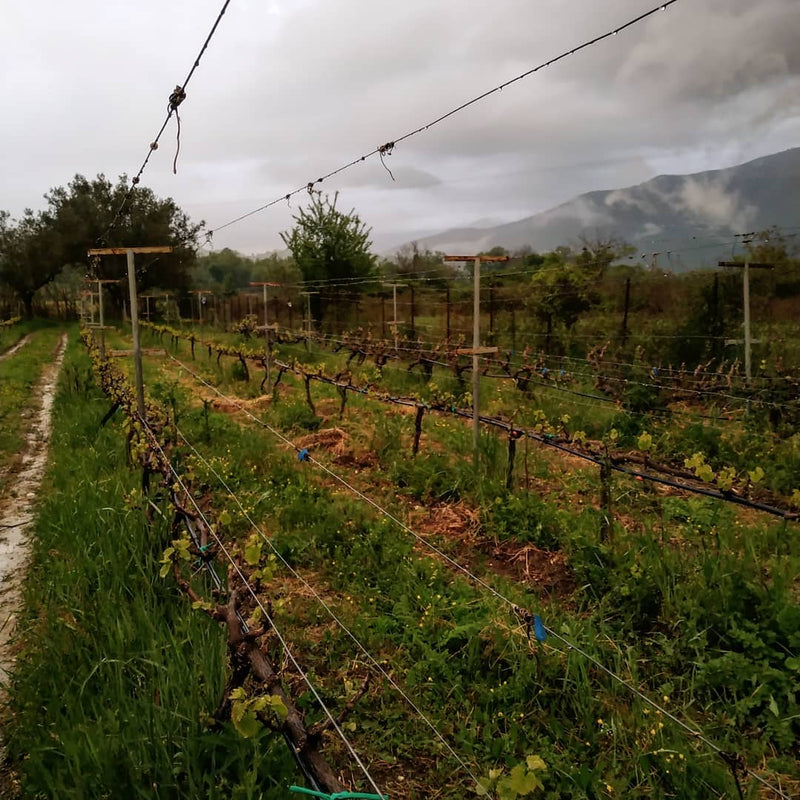 Zervas Epirus