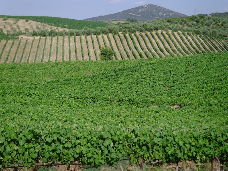 Tzivani - Avlida (Chalkida) Zentralgriechenland