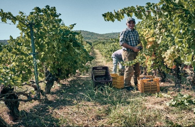 Artisans Vigneron de Naoussa - Naoussa Makedonien