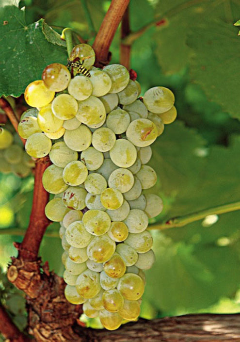 Assyrtiko druesort – mineralsk og frisk hvidvin fra Santorini
