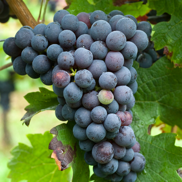 Cabernet Franc