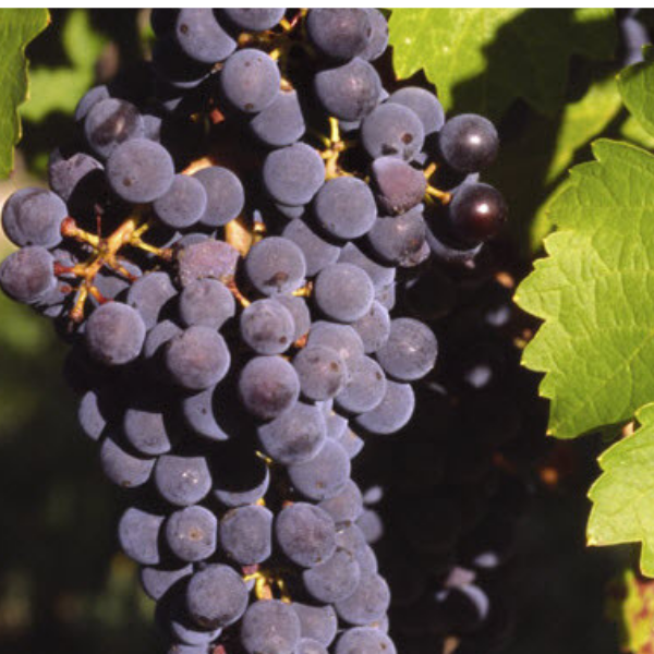 Cabernet Sauvignon