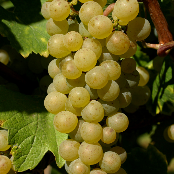 Chardonnay
