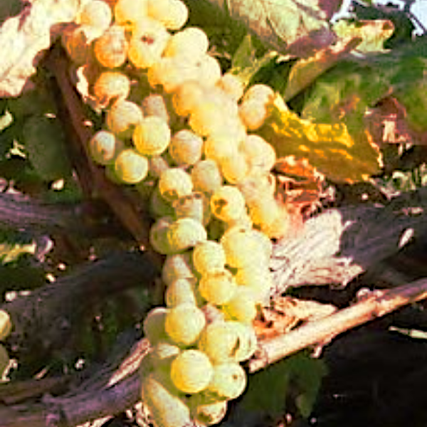 Gaidouria