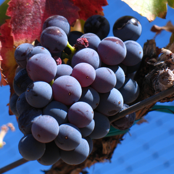 Grenache