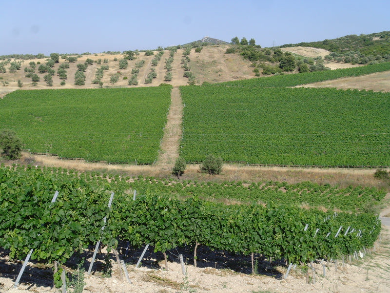 Tzivani - Avlida (Chalkida) Zentralgriechenland