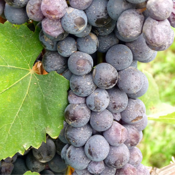 Nebbiolo