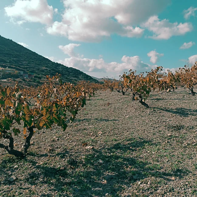 OuSyra - Syros