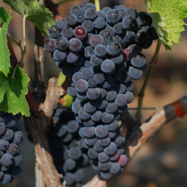 Syrah