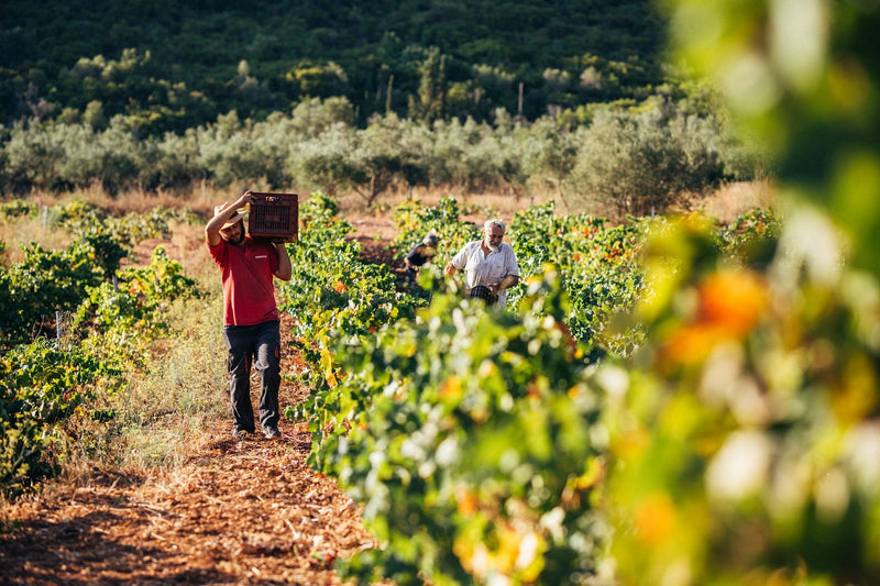 Goumas Winery