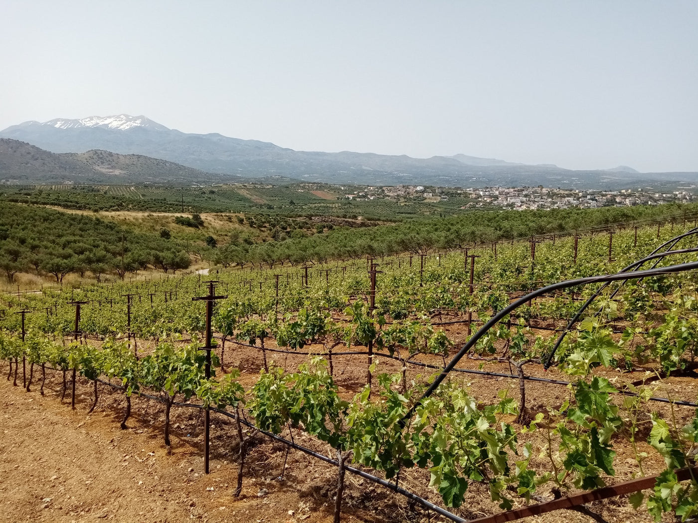 Klados - Panormo Kreta