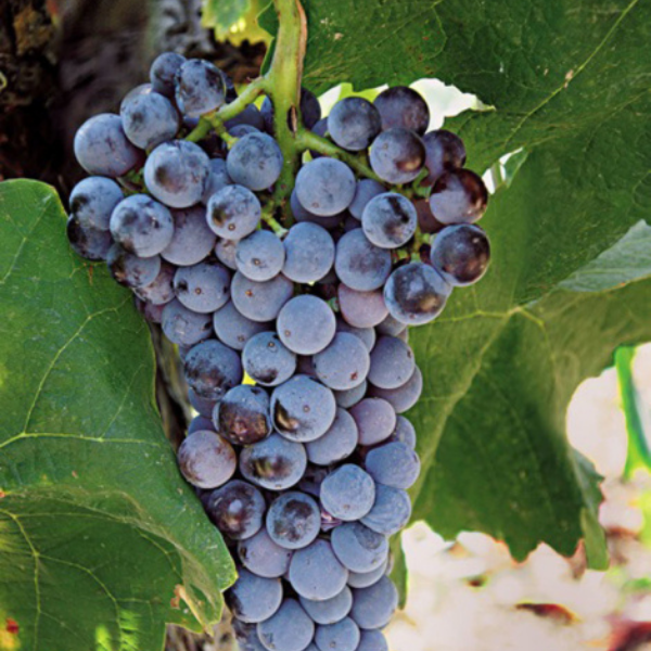 Xinomavro druesort – Grækenlands svar på Nebbiolo med høj syrlighed og tanninstruktur