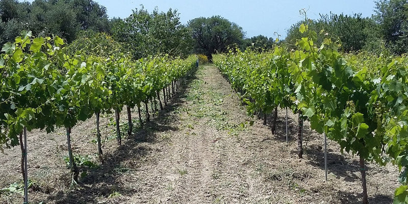 Foivos - Kefalonia