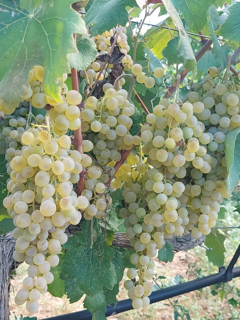 Kontovraki - Argolida Peloponnes