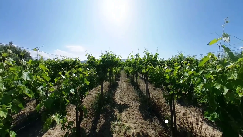 Zidianakis - Kreta Peza