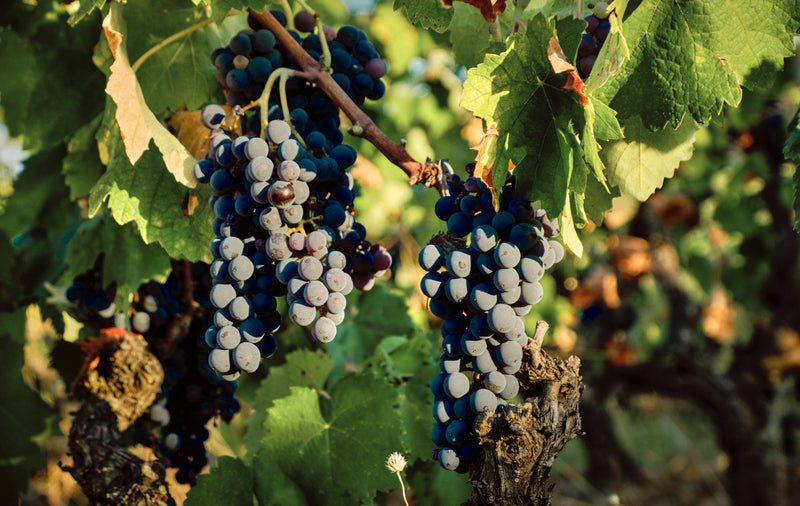 Artisans Vigneron de Naoussa - Naoussa Makedonien