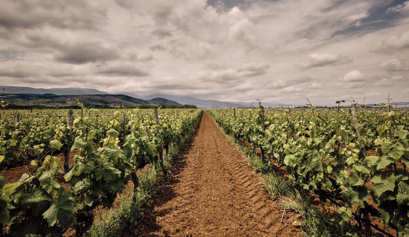 Artisans Vigneron de Naoussa - Naoussa Makedonien