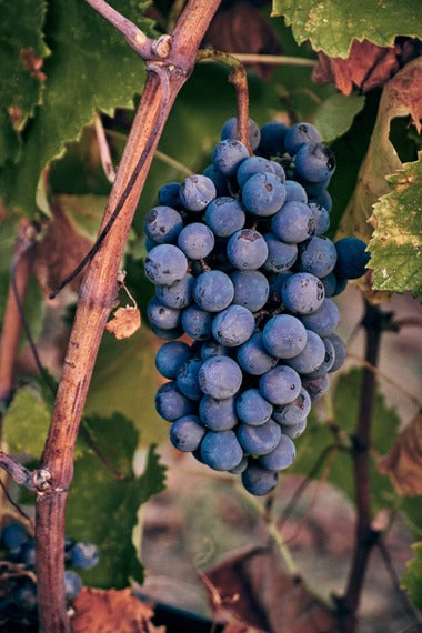 Artisans Vigneron de Naoussa - Naoussa Makedonien