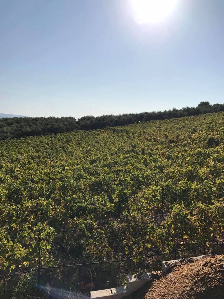 Klados - Panormo Kreta